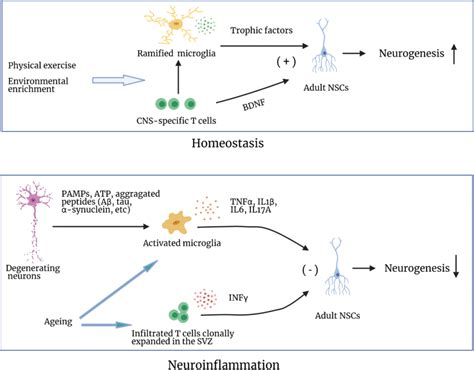 A Schematic Illustration Of Adult Neurogenesis Under Homeostatic And