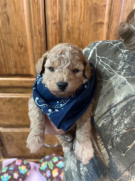 Poodle Puppies For Sale In Arkansas