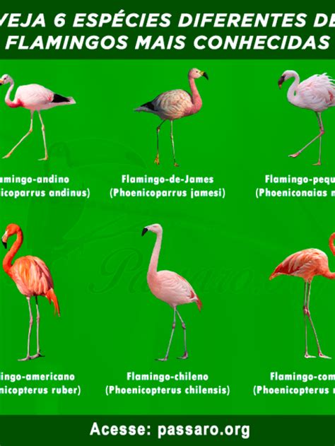 Tipos De Flamingo Caracter Sticas Curiosidades E Amea As P Ssaros