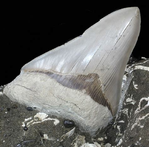 Megalodon Teeth For Sale - FossilEra.com