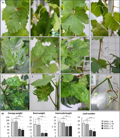 Boron Deficiency In Plants