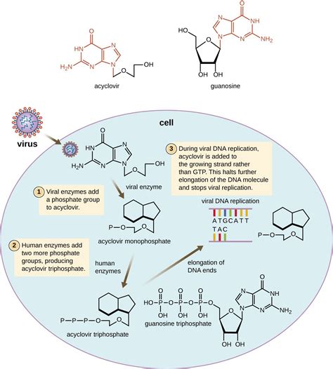 Mechanisms Of Other Antimicrobial Drugs Microbiology