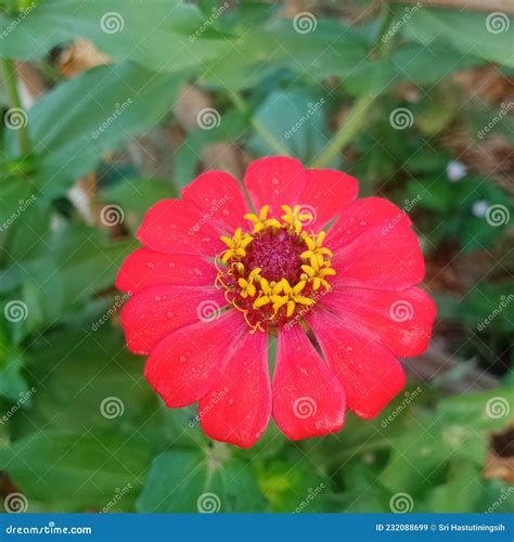 Red Beautiful Flower Bunga Merah Stock Image - Image of bunga, merah ...