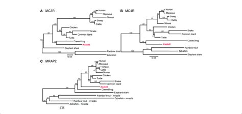 Phylogenetic Analysis Of Mc3r Mc4r And Mrap2 Phylogenetic Trees Of Download Scientific