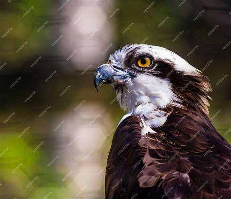 Free Photo Closeup Shot Of A Black And White Osprey Bird