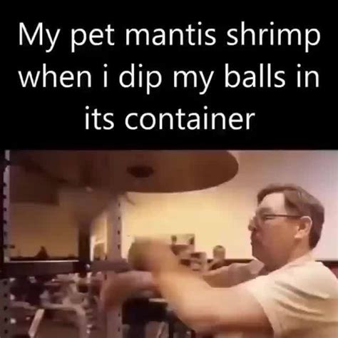 My Pet Mantis Shrimp When Dip My Balls In Its Container Ifunny