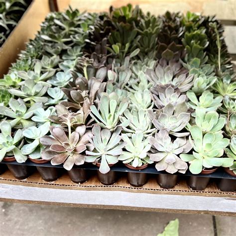 2″ Succulent Echeveria Premium – The (KC) Plant Factory