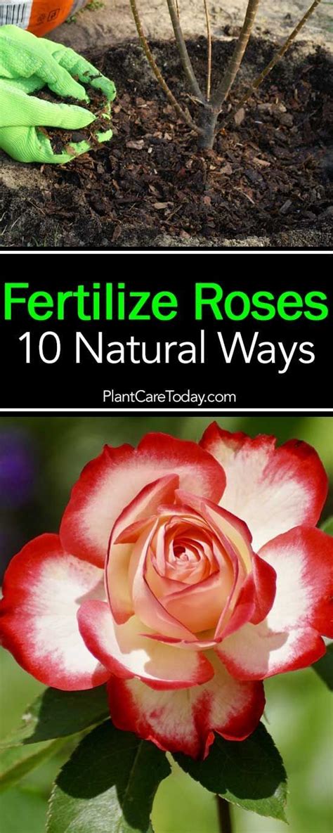 When You Fertilize Roses Do You Purchase Rose Fertilizer As A Mystery