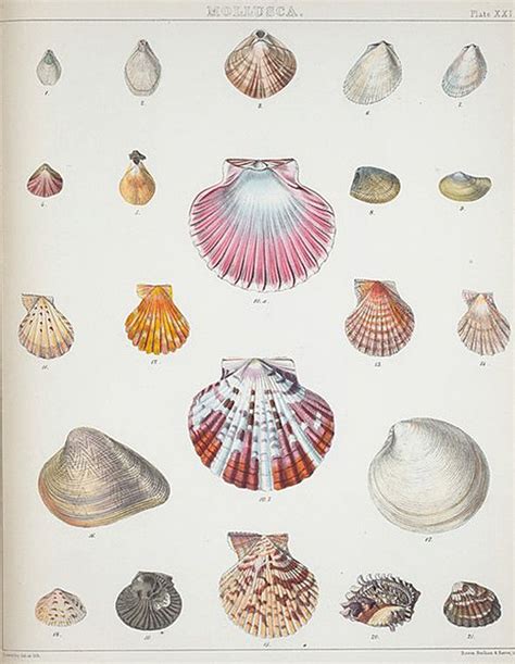 Vintage Printables Seashell Illustration Sea Shells Vintage Drawing