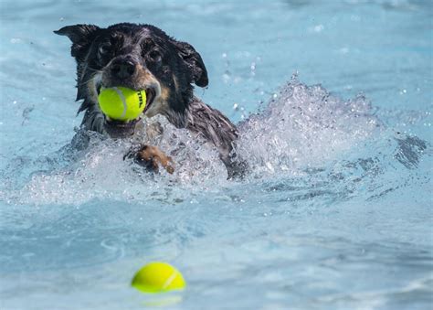 Dog paddle event at City Park Pool | The Gazette