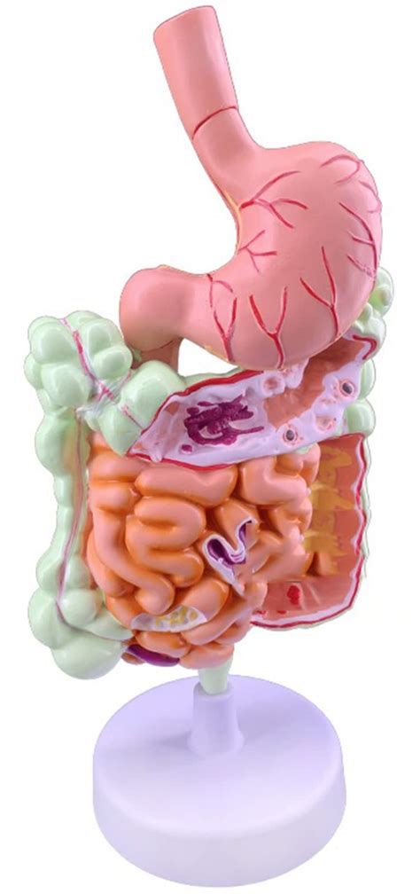 Buy Yunzhiduan Human Digestive System Model Life Size Human Anatomical