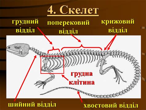 Клас плазуни. (Рептілії) - презентация онлайн