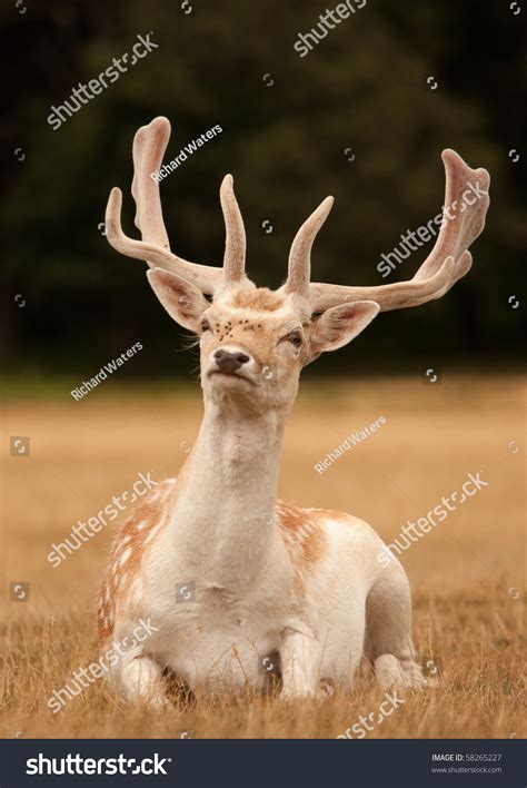 A Stag Deer With Antlers Sitting In Short Grass Stock Photo