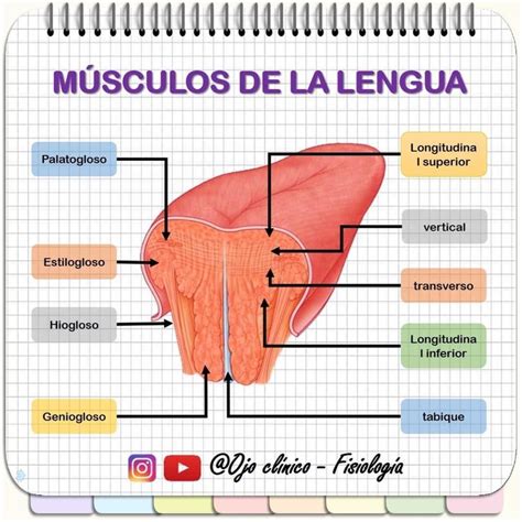 Pin De Arilu En Apuntes Odonto M Sculos De La Lengua Anatom A De