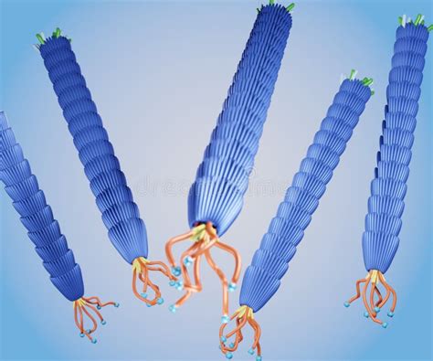 Group Of Filamentous M13 Phage Virus 3d Rendering Stock Illustration Illustration Of