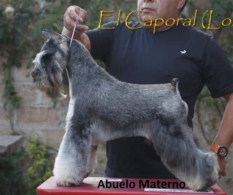 Schnauzer Mini Sal Y Pimienta Macho Full Pedigree U S 650 00 En