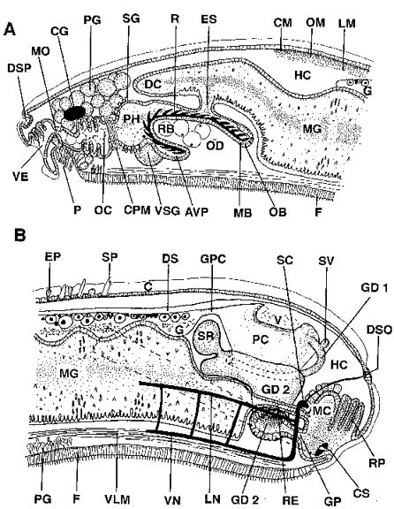 Anatomy of the Aplacophora