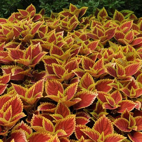 Coleus Trusty Rusty White Flower Farm