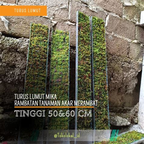 Jual Turus Lumut Turus Tanaman Penyangga Tanaman Rambat Tinggi Cm