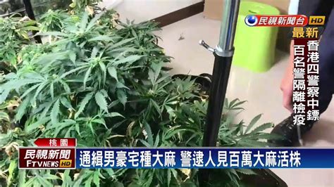 通緝男藏身豪宅種大麻 警逮人見百萬大麻活株－民視新聞 Youtube