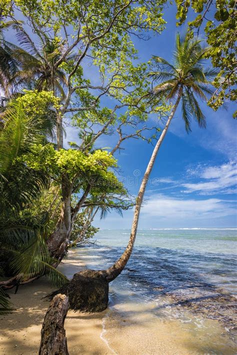 Cahuita National Park Near Puerto Viejo De Talamanca Costa Rica Stock