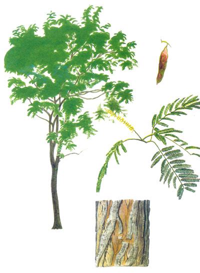 Philippine Trees Names And Pictures