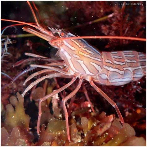 Red Rock Shrimp China Cove Organisms Inaturalist