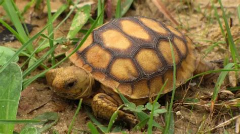 Baby Gopher Tortoise Care Guide: Everything You Need to Know