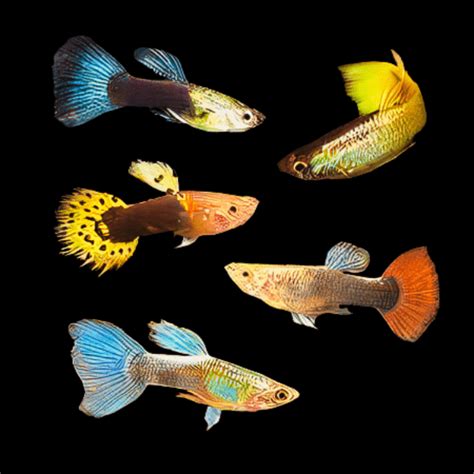 Assorted Male Guppy Poecilia Reticulata 3cm Sims Tropical Fish