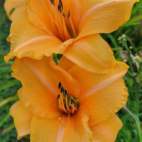 Daylily Hemerocallis Ethel Shepherd In The Daylilies Database