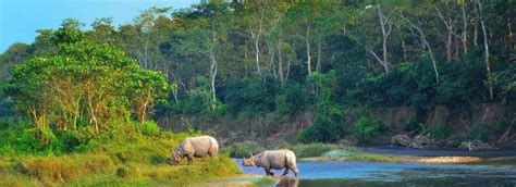 Chitwan Wildlife Safari - Magical Summits