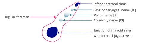 Cranial Foramina Skull Anatomy Foramen Geeky Medics