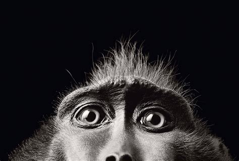 Tim Flach: Expressive animal portraits go on show at Retina Photography ...