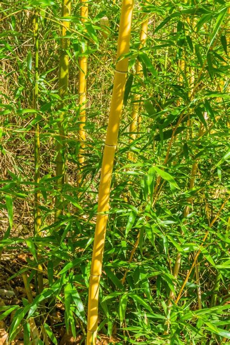 Troncos De Bambu Fundo Verde Da Textura Das Folhas Foto De Stock