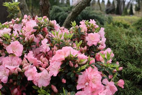 Azalea Bush Care How To Grow Prune And Keep Them Blooming Garden Design