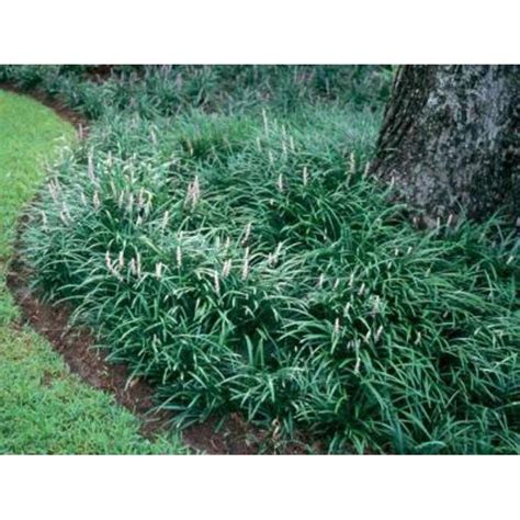 Classy Groundcovers Liriope Spicata 50 Bare Root Plants Walmart