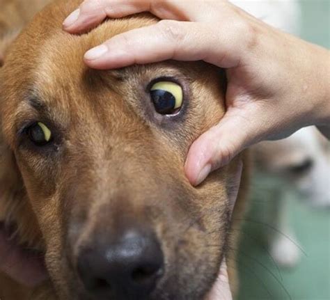 Parvovirus en el PERRO Síntomas tratamiento y contagio