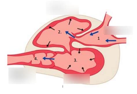 4 Chambers Of Fish Heart Diagram Quizlet