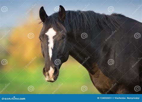 Black Horse Portrait Close Up Stock Image Image Of Horse Color