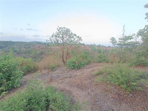 Agricultural Land 50 Acre For Sale In Roha Raigad REI1222083