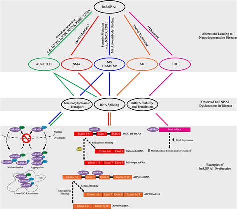 Frontiers A Comprehensive Analysis Of The Role Of Hnrnp A Function