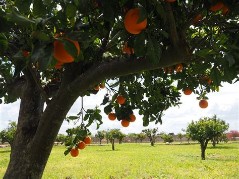 Oranges Fruit Orange Tree Citrus Free Photo On Pixabay Pixabay