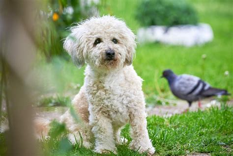 Bichon Frise - Bichon Poodle - Bichon Puppy - Hypoallergenic Breed