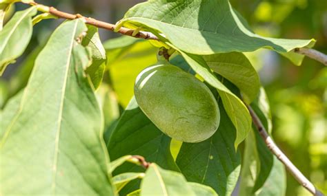 Anbau Und Verarbeitung Der Indianerbanane