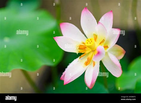 Beautiful Pink Lotus Flower In Full Bloom At Toshodaiji Temple Nara