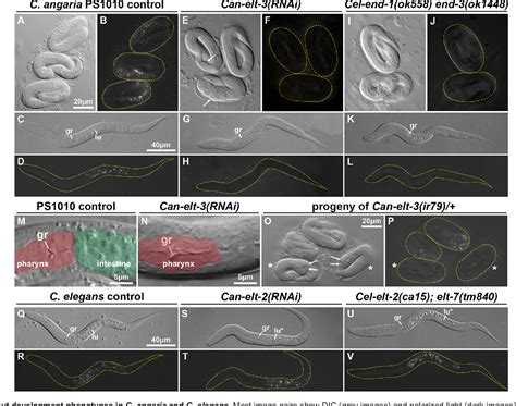 Figure From The Gata Factor Elt Specifies Endoderm In