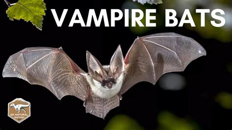 Cute Vampire Bats