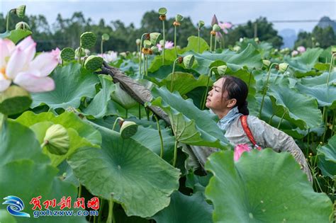 种植太空莲 “莲”通振兴路钟山贺州新闻网