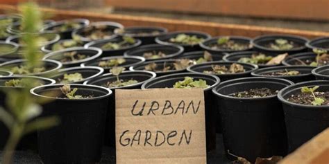 Plantas Ideales Para Cultivar En Tu Huerto Urbano Plantasman A