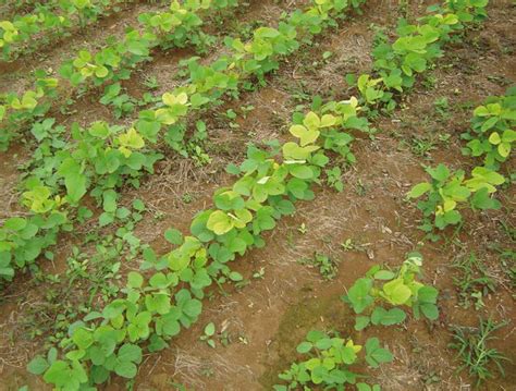 Management Of Whitefly Infestation In Soybeans And Cotton Revista